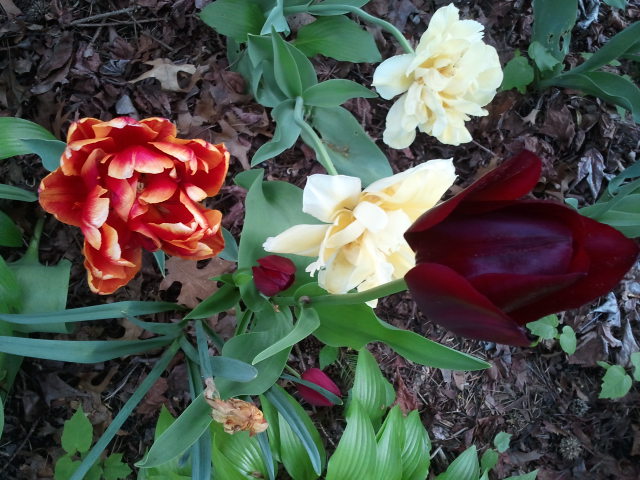 These stunning spring flowers grace a neighbor's yard. (Photo by Vickie Elmer)
